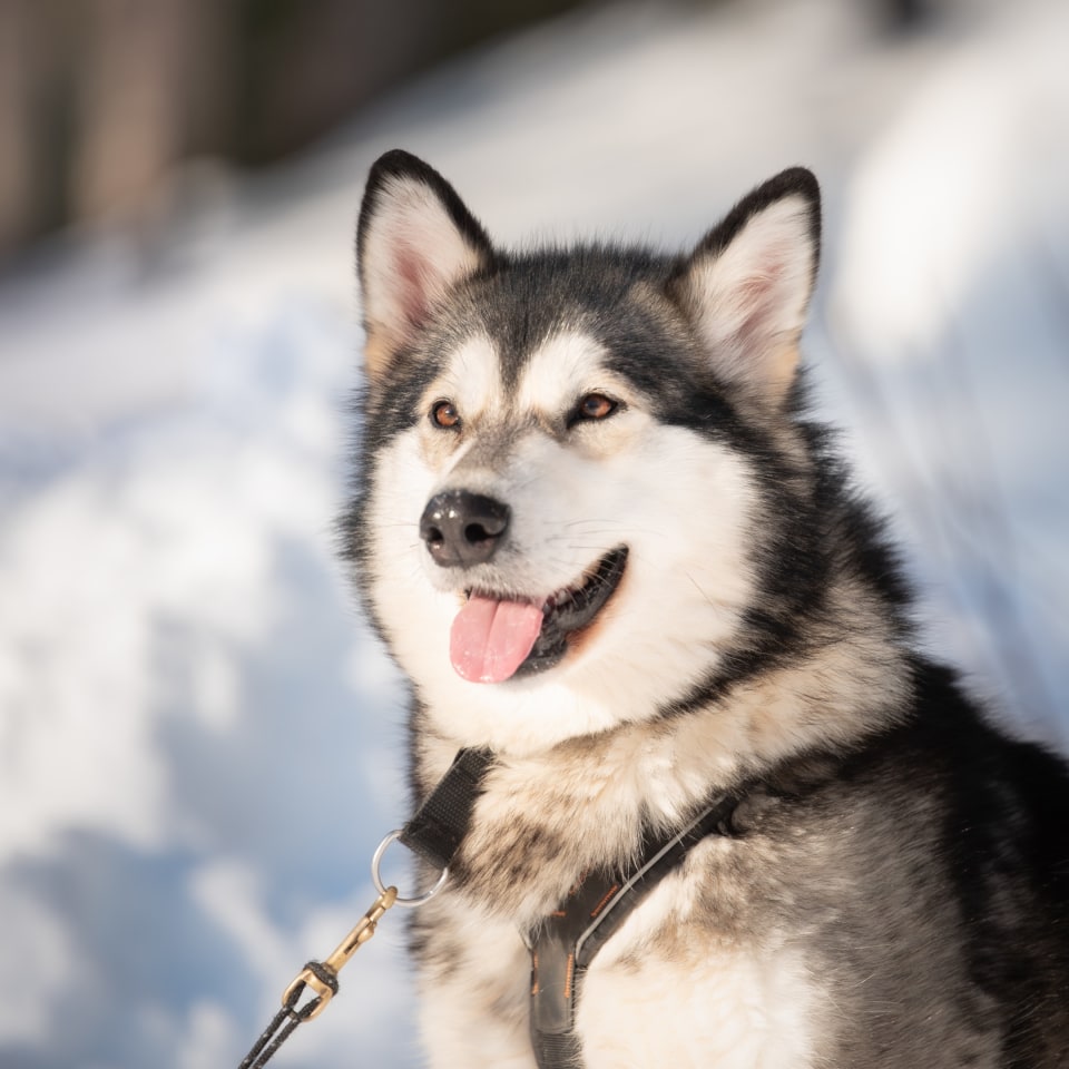 Mit Huskys im roten Schwedenhaus