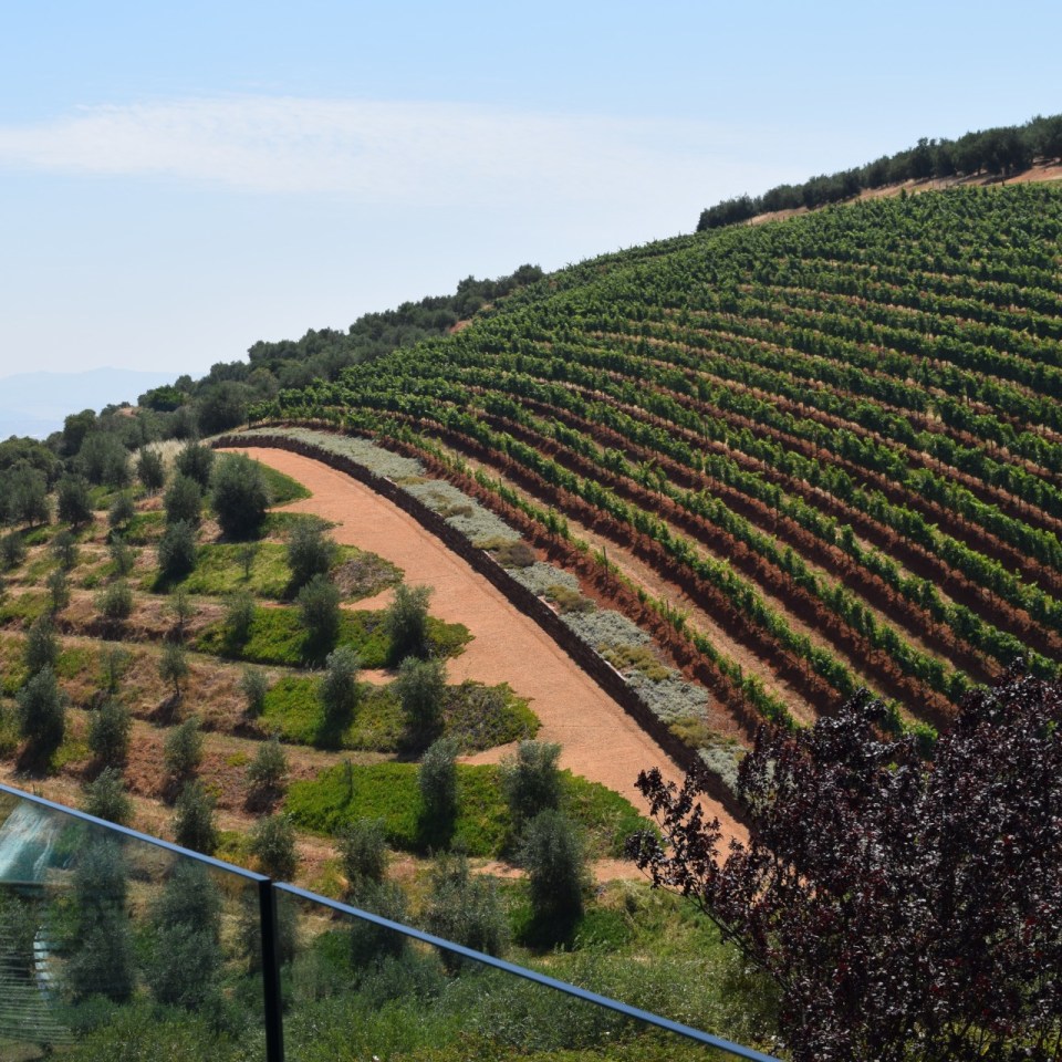 Reben auf Tokara