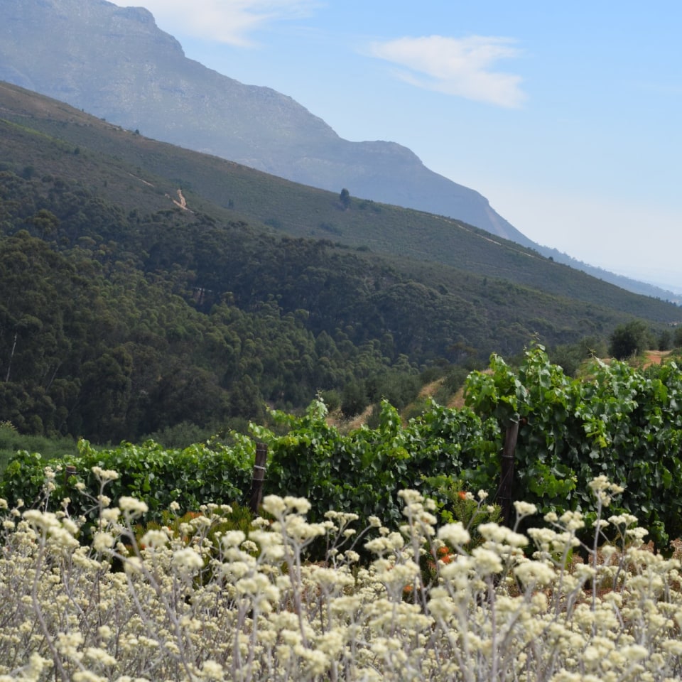 Winelands um Stellenbosch