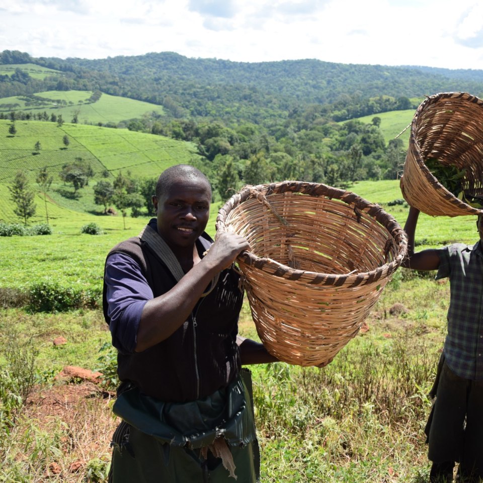 Teepflücker in Uganda