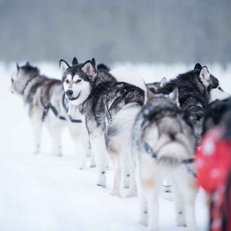 Mit Huskys im roten Schwedenhaus
