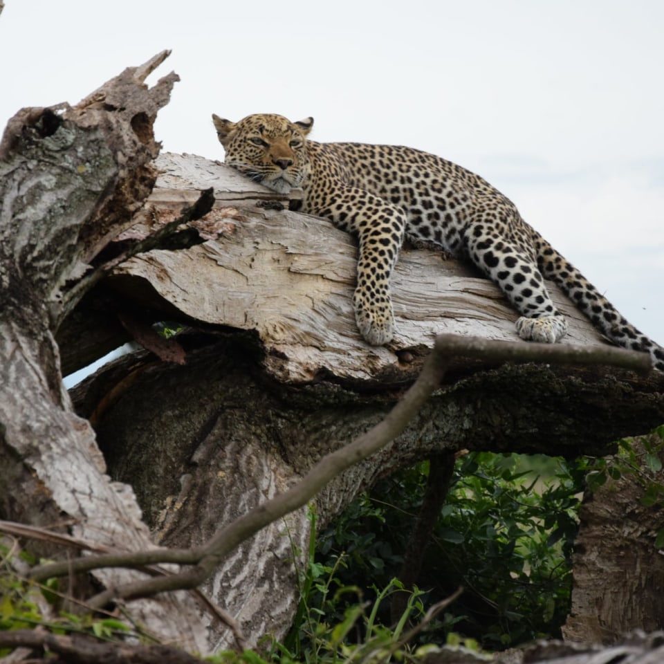 Leopard Uganda