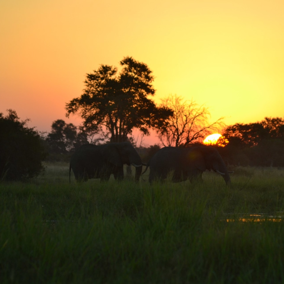 Ein Tag geht zu Ende, die Nacht erwacht Okavango-Delta