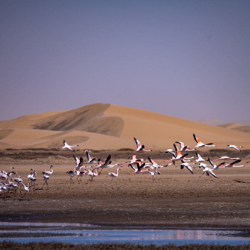 Roadtrip im Süd-Westen Namibias