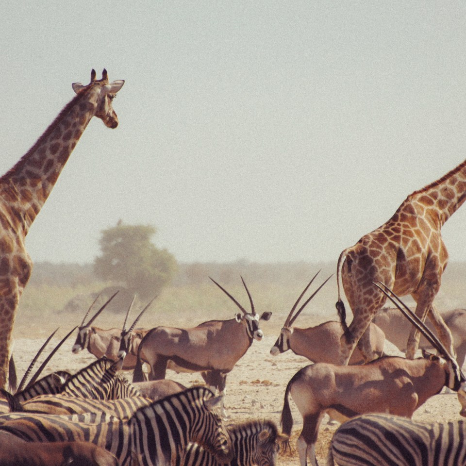 Namibias Naturwunder bis zu den Viktoriafällen