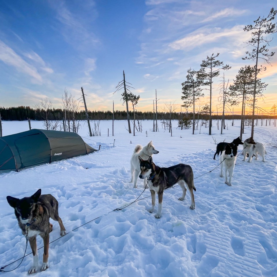 Der Tag beginnt in der Wildnis