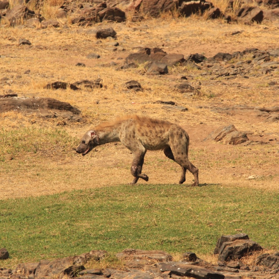 Tüpfelhyäne auf der Pirsch