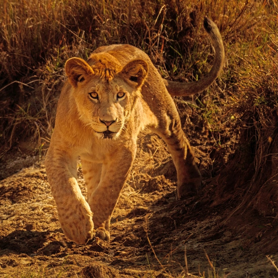 Mara Big Five Camp Safari Löwe