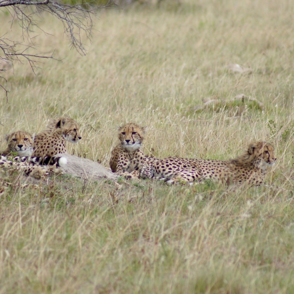 Highlights von Südafrika