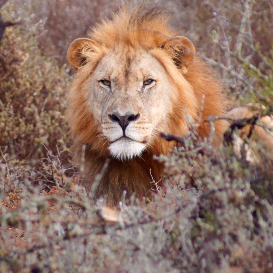 Selbstfahrerreise durch den Südosten Südafrikas & eSwatini