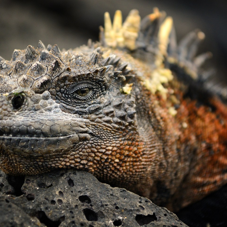 Inselhüpfen auf den Galapagos (lang)