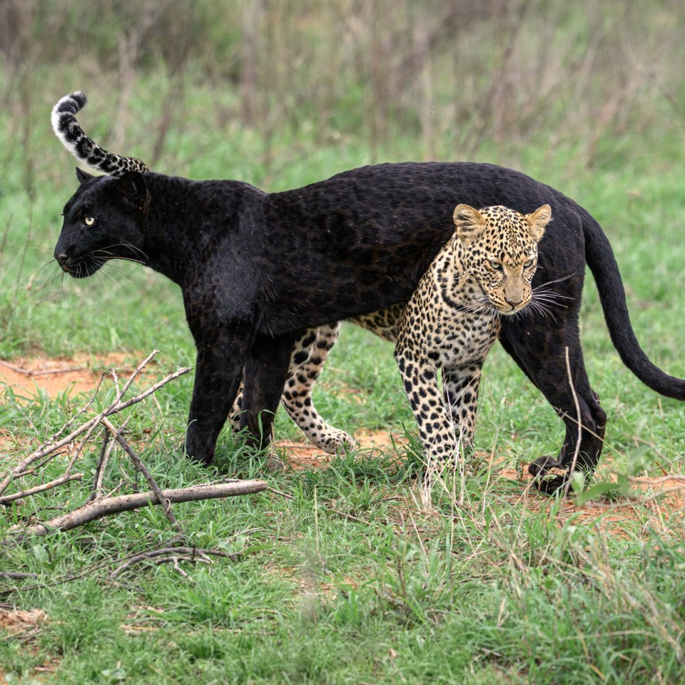 Der schwarze Leopard von Kenia
