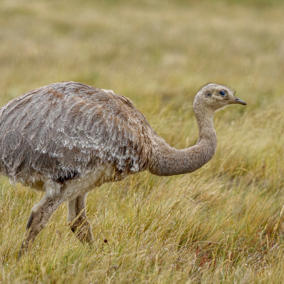 Auf wilden Pfaden durch das Land am Ende der Welt