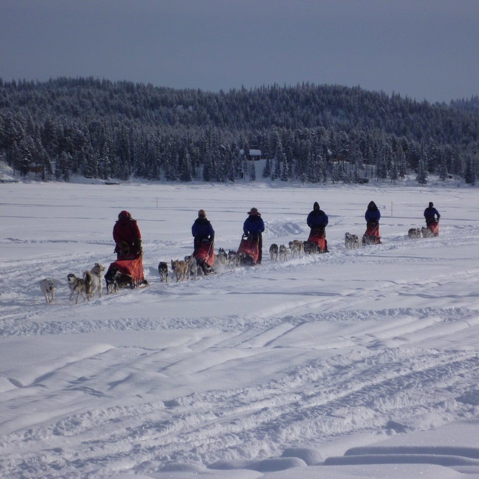 Hundeschlittentour