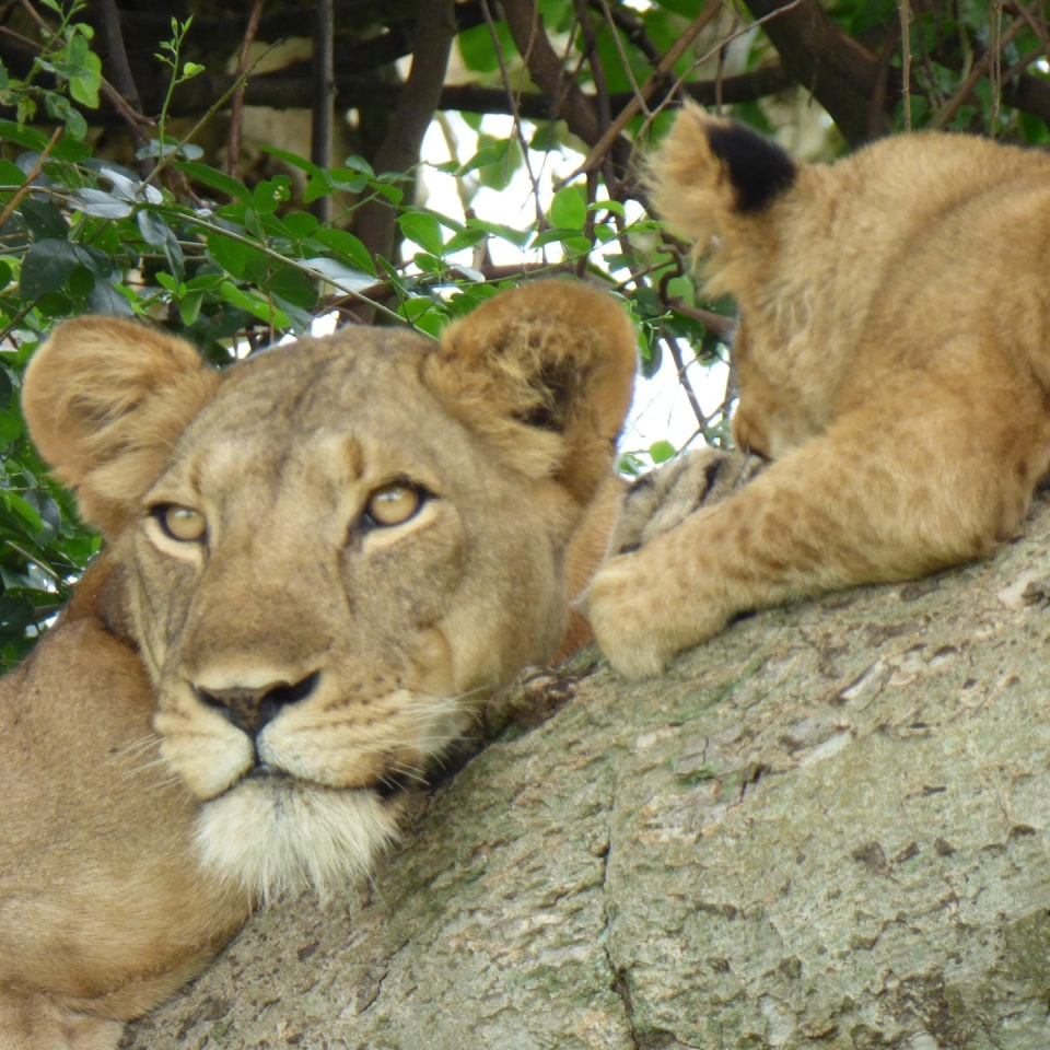 Löwen im Ishasha Nationalpark