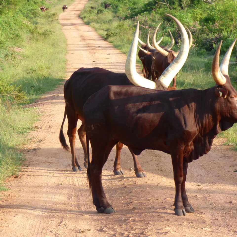 Ankolerinder in Uganda