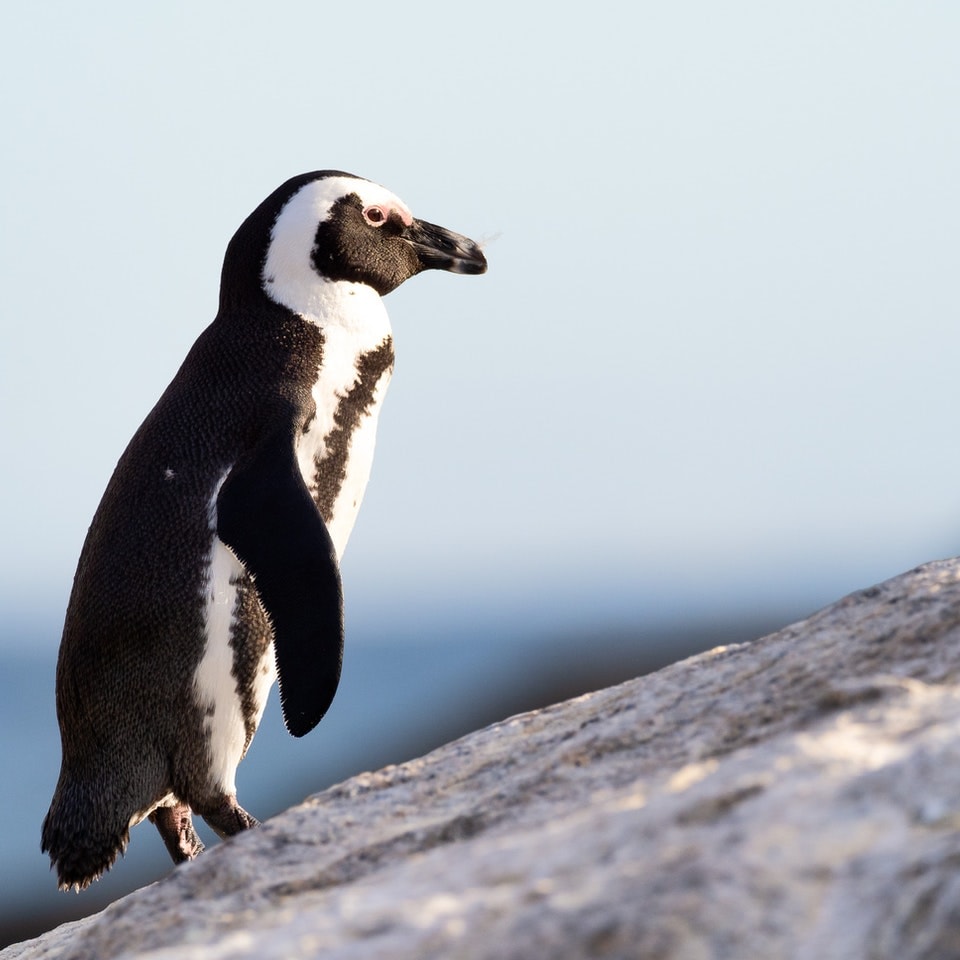 Familienreise Südafrika - Spannende Garden Route entdecken