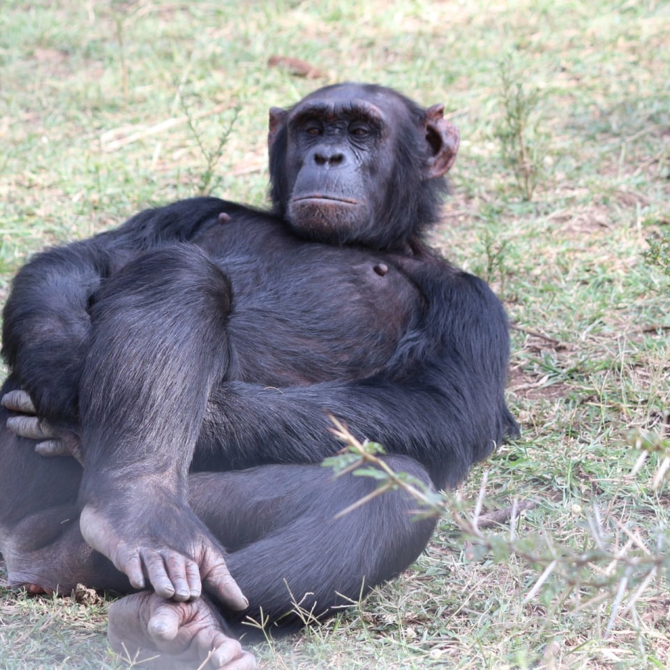 Schimpansenprojekt Jane Goodall Stiftung
