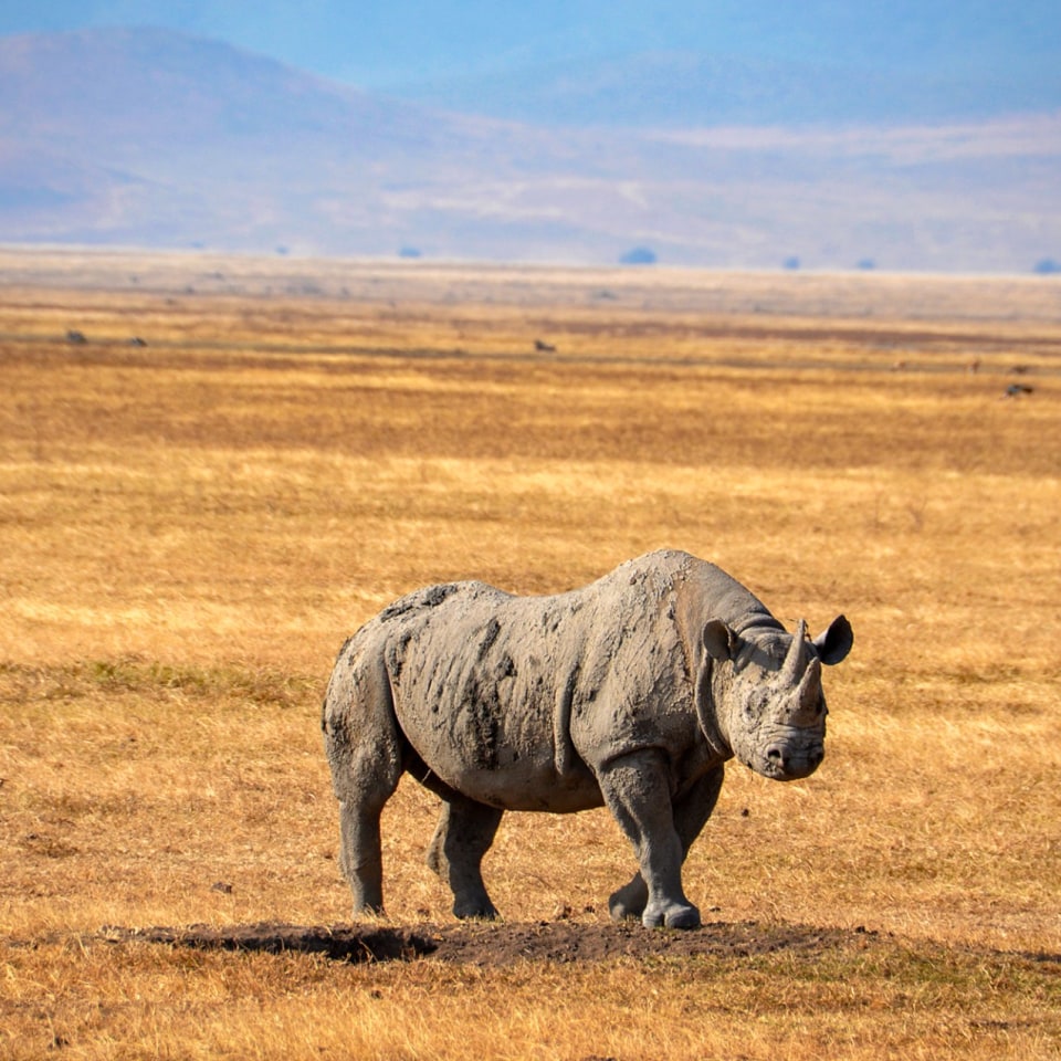 Spitzmaulnashorn in Tansania