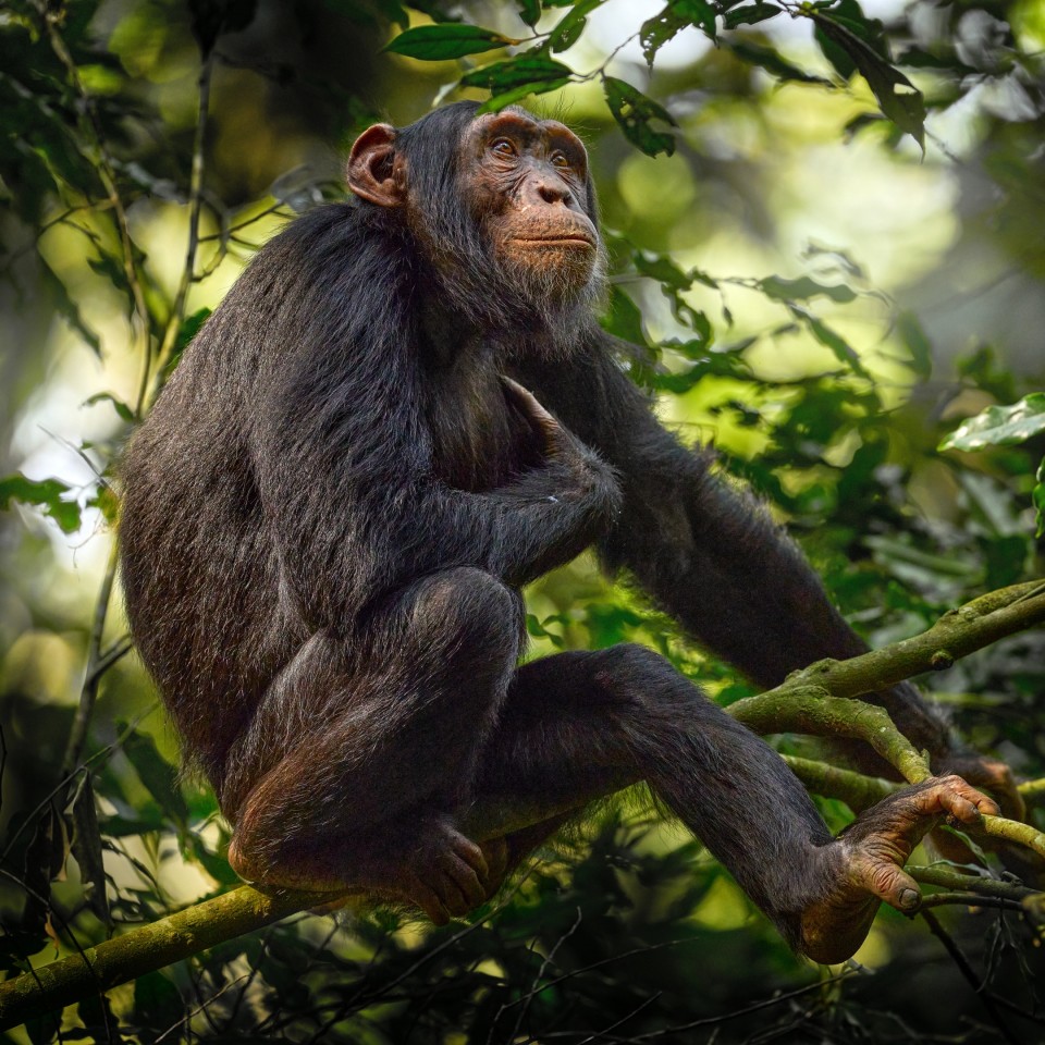 Schimpansen am Tanganjikasee & Rote Colobusaffen auf Sansibar