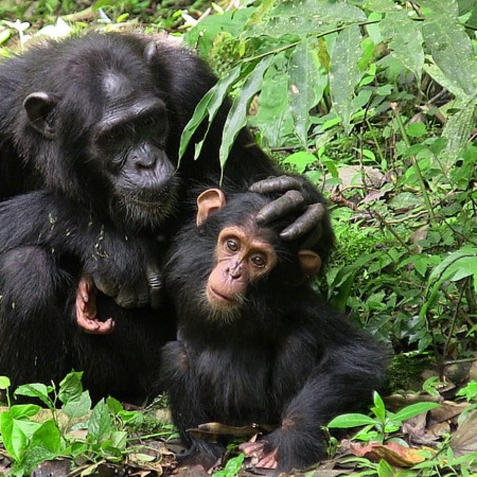Große Uganda Rundreise in Kleingruppe