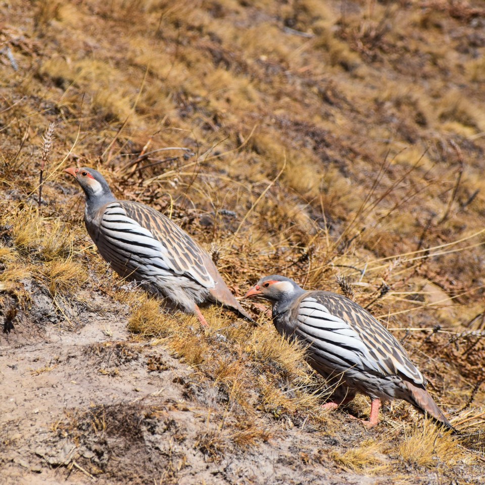 Wanderreise Langtang mit Abstecher nach Gosainkund