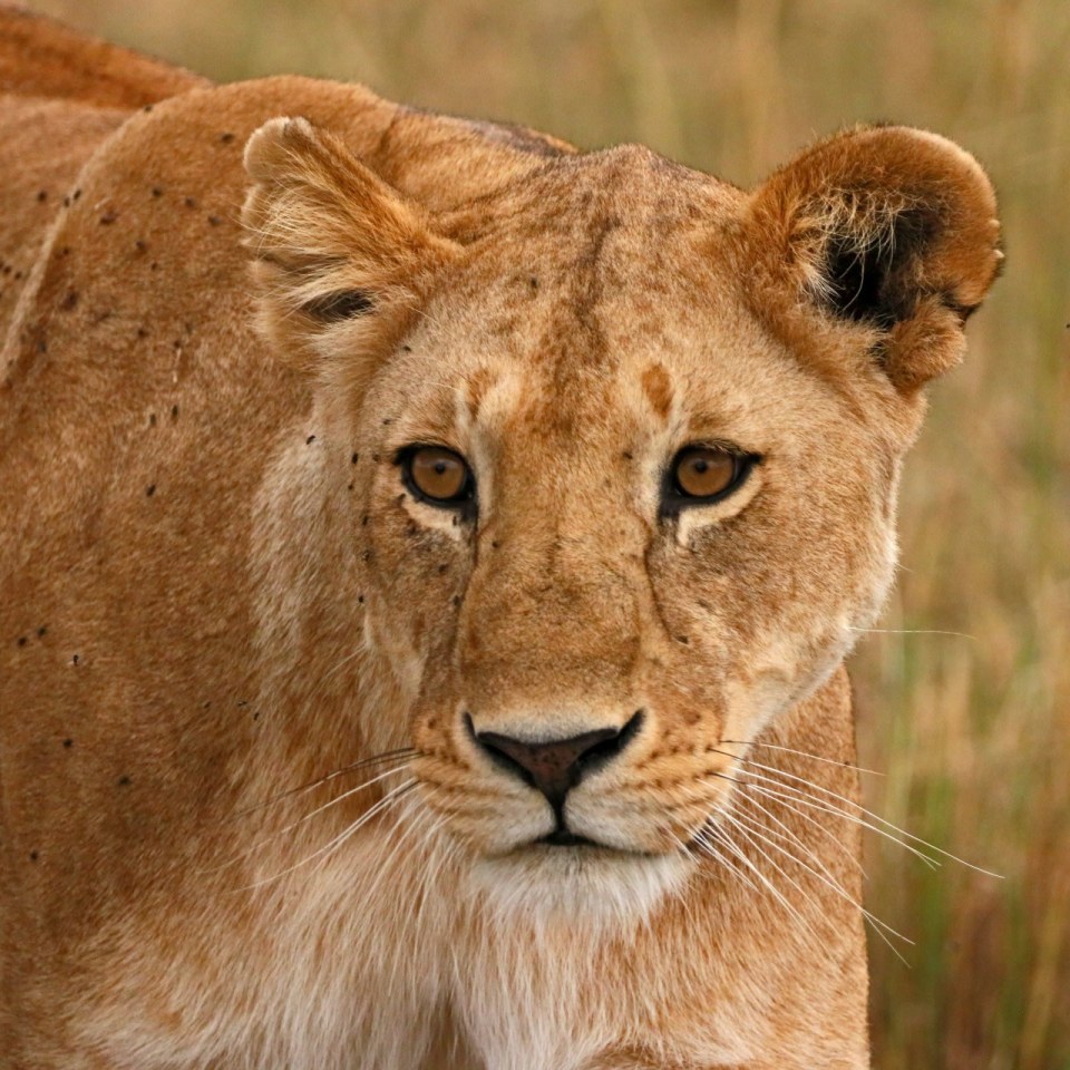 Von Namibia bis an die Viktoriafälle - Safariabenteuer in der Kleingruppe