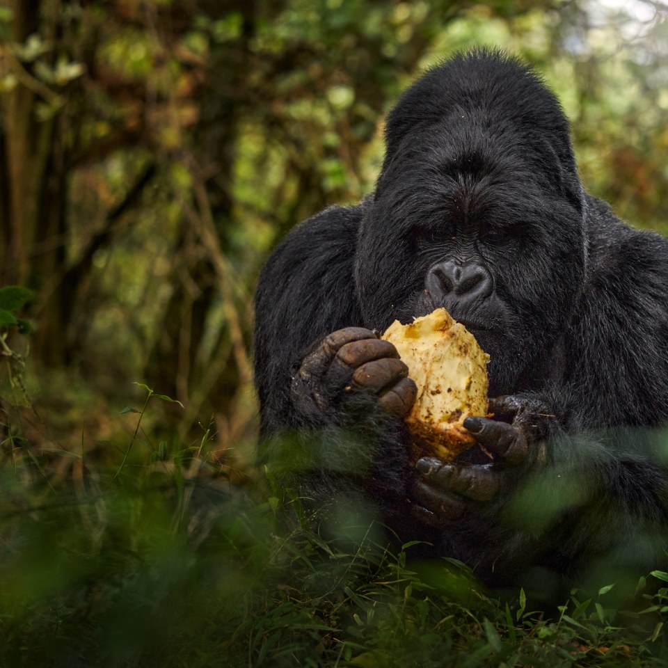 Churchill's Erbe: die grüne Perle Afrikas