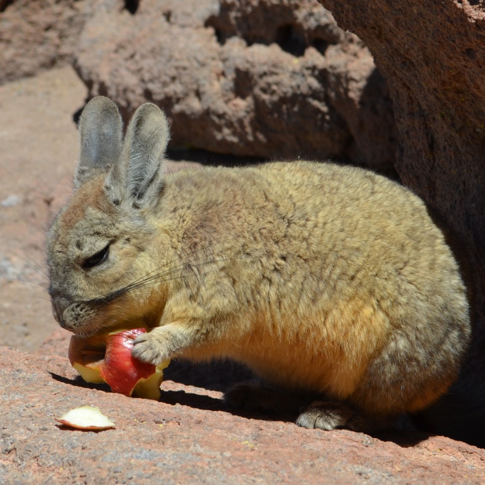 Trekkingabenteuer in den bolivianischen Anden