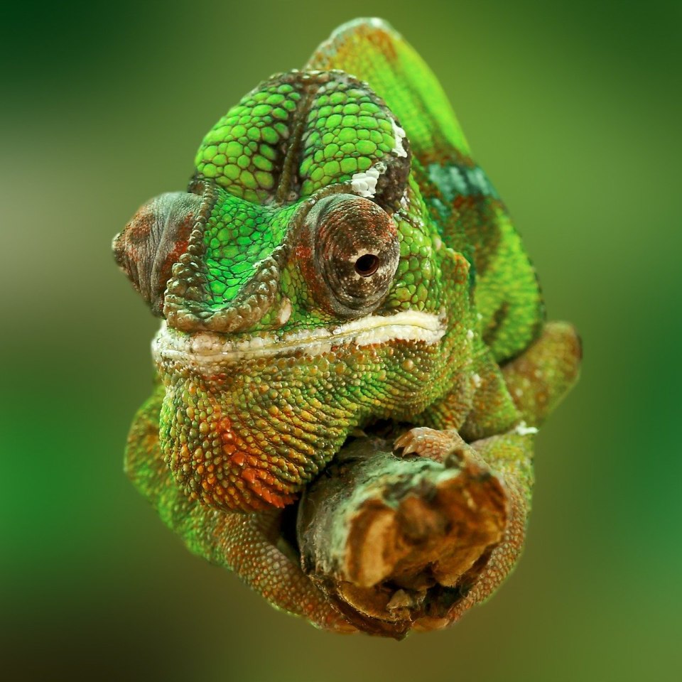chameleon-madagaskar-