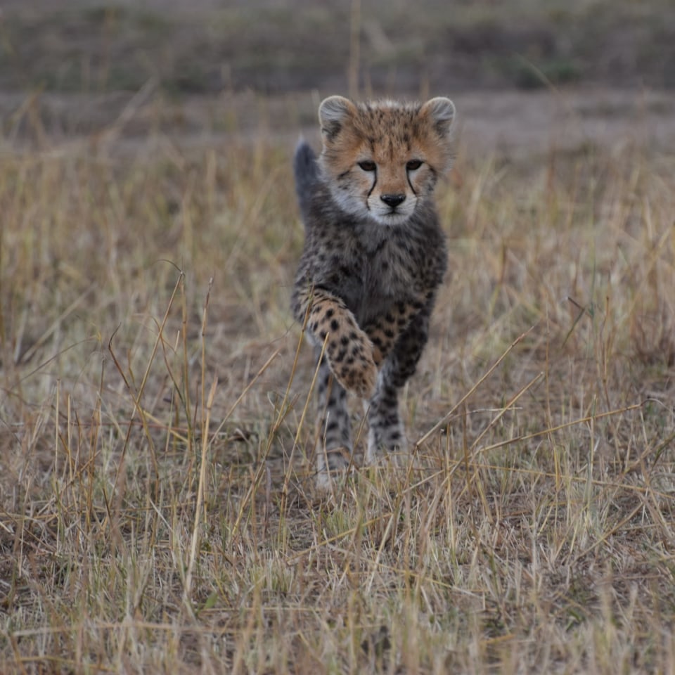 Kenias Nationalparks & Strand