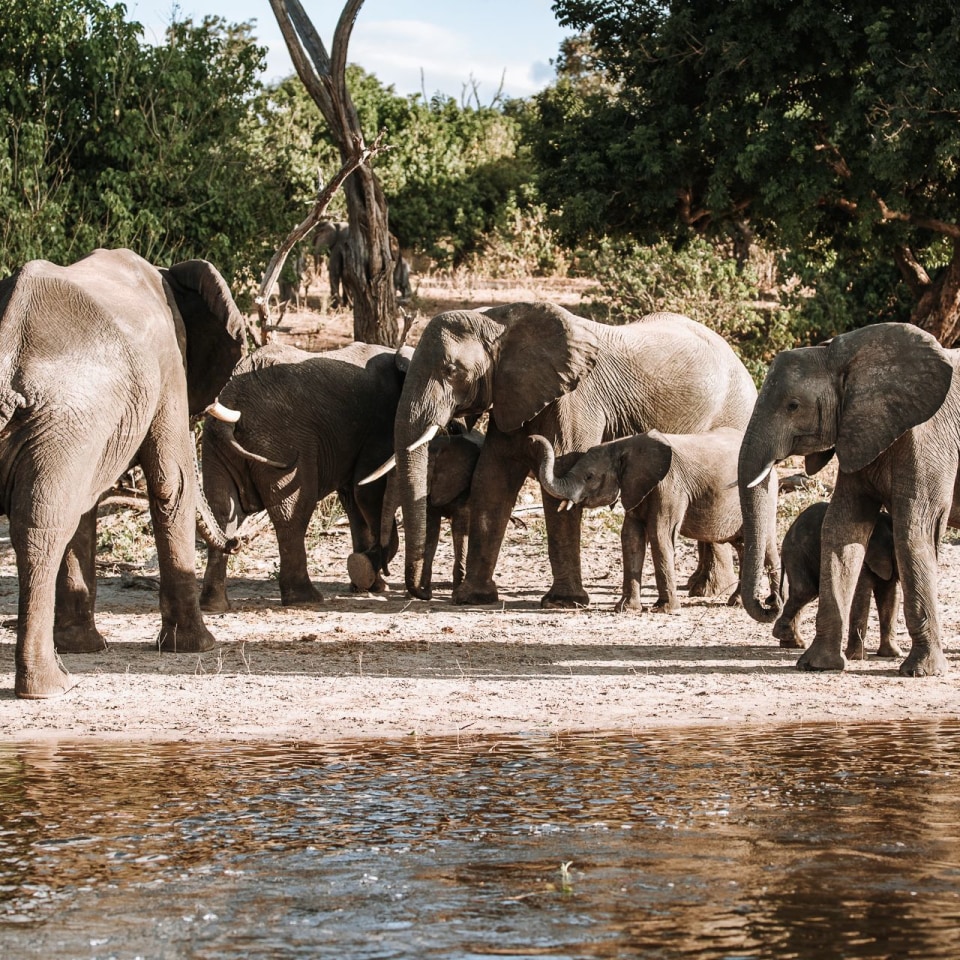 Gruppensafari von Maun an die Viktoriafälle