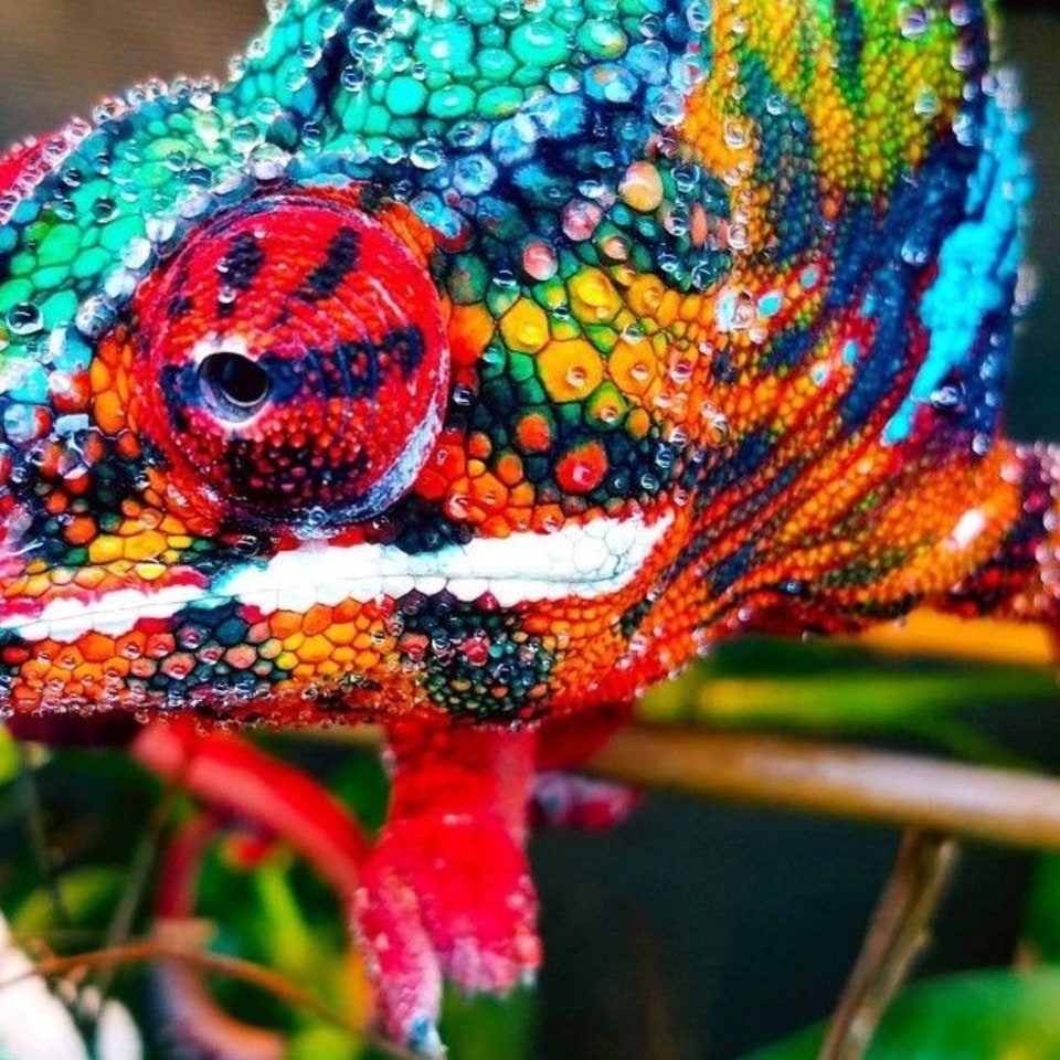 Kunterbunte Tierwelt auf Madagaskar