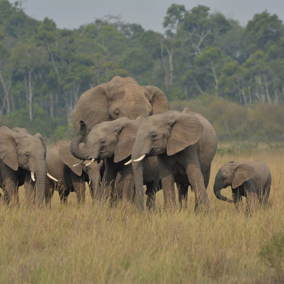 Kenias Nationalparks & Strand
