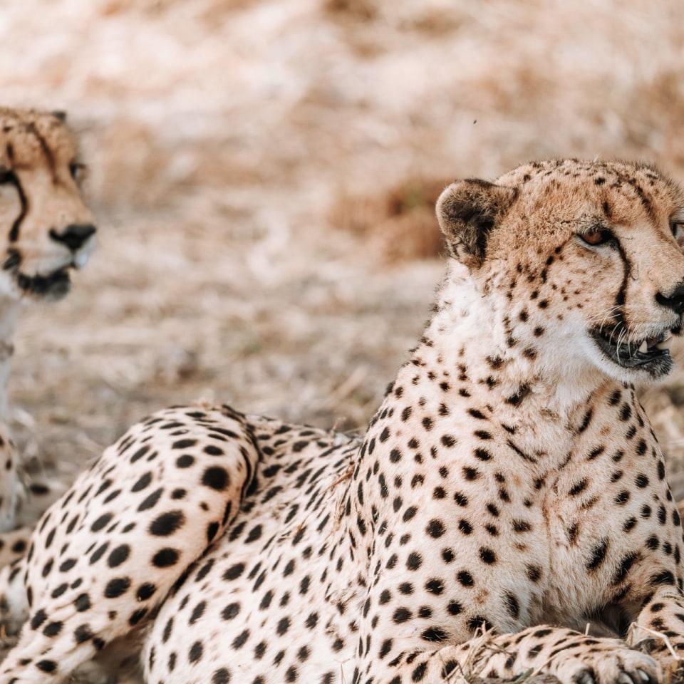 Gruppensafari von Maun an die Viktoriafälle