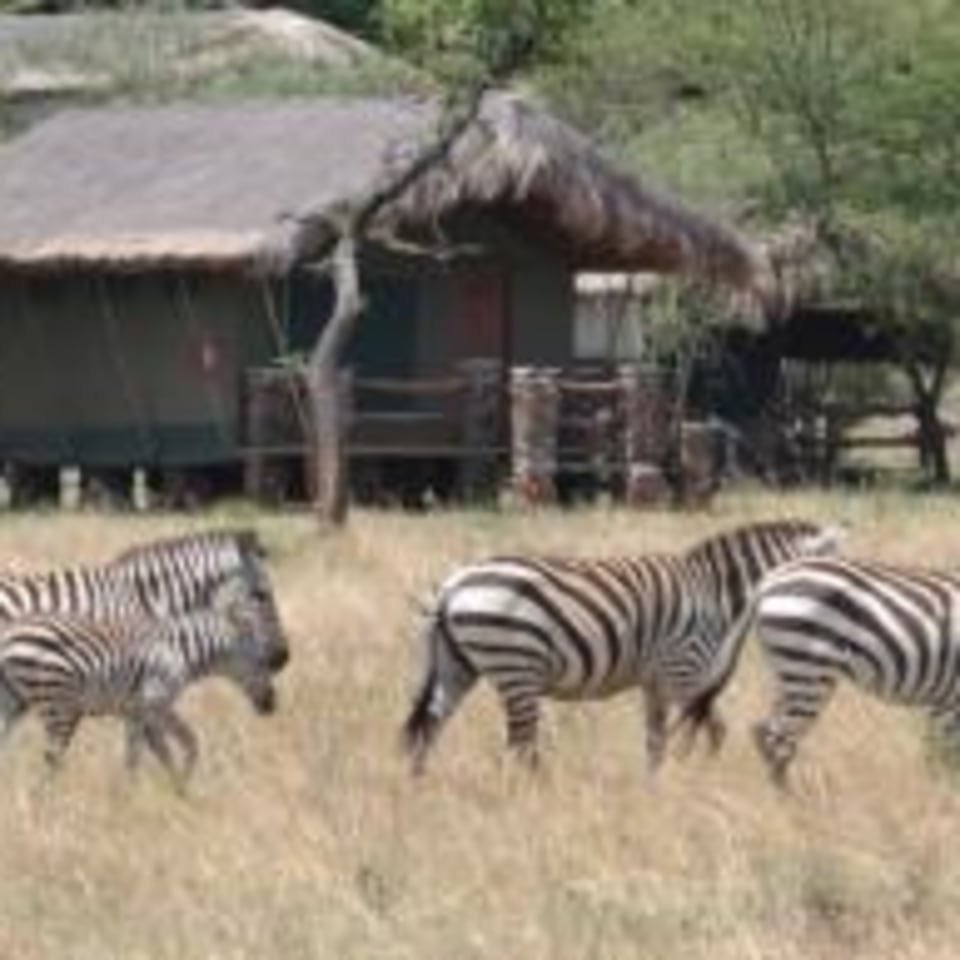 gurumeti-migration-camp-wildnis.jpg