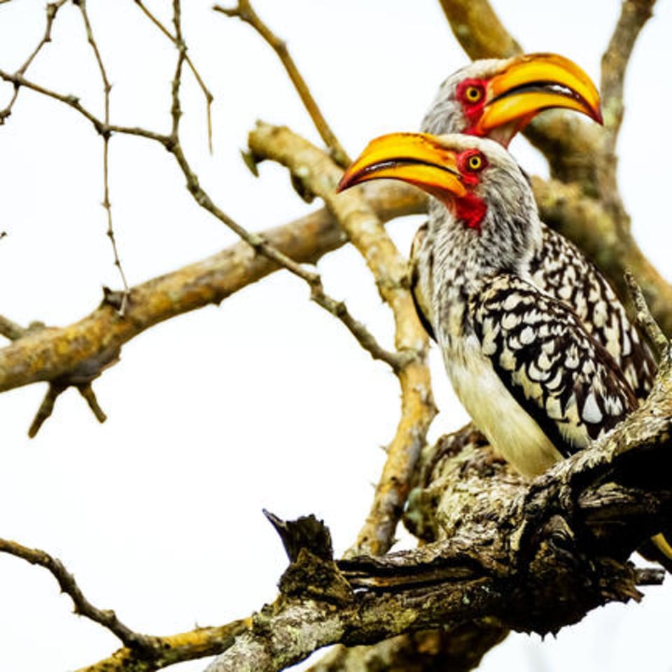 Selbstfahrerreise durch den Südosten Südafrikas & eSwatini