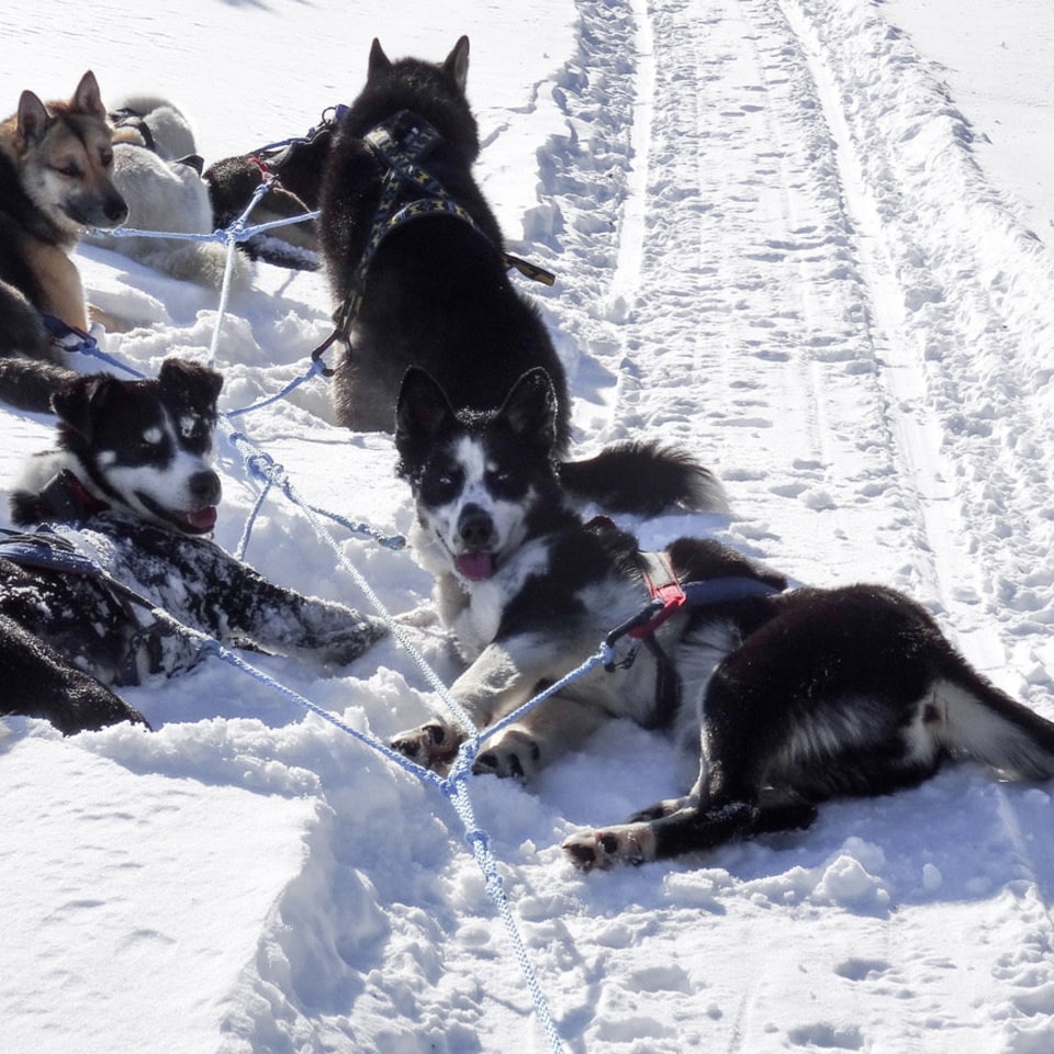 Alaskan Huskys bei der Verschnaufspause