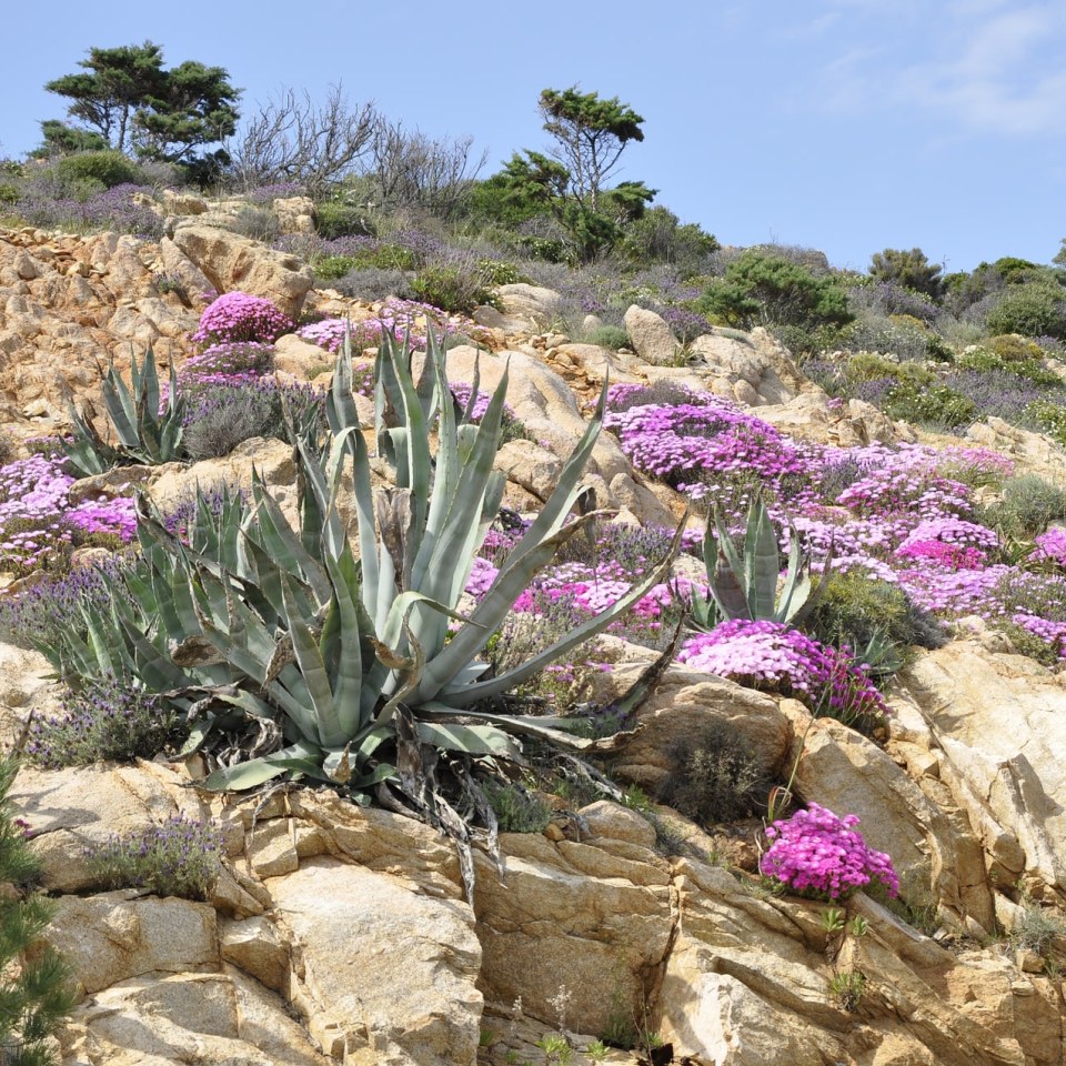 Korsika Wanderung Blume Wegrand