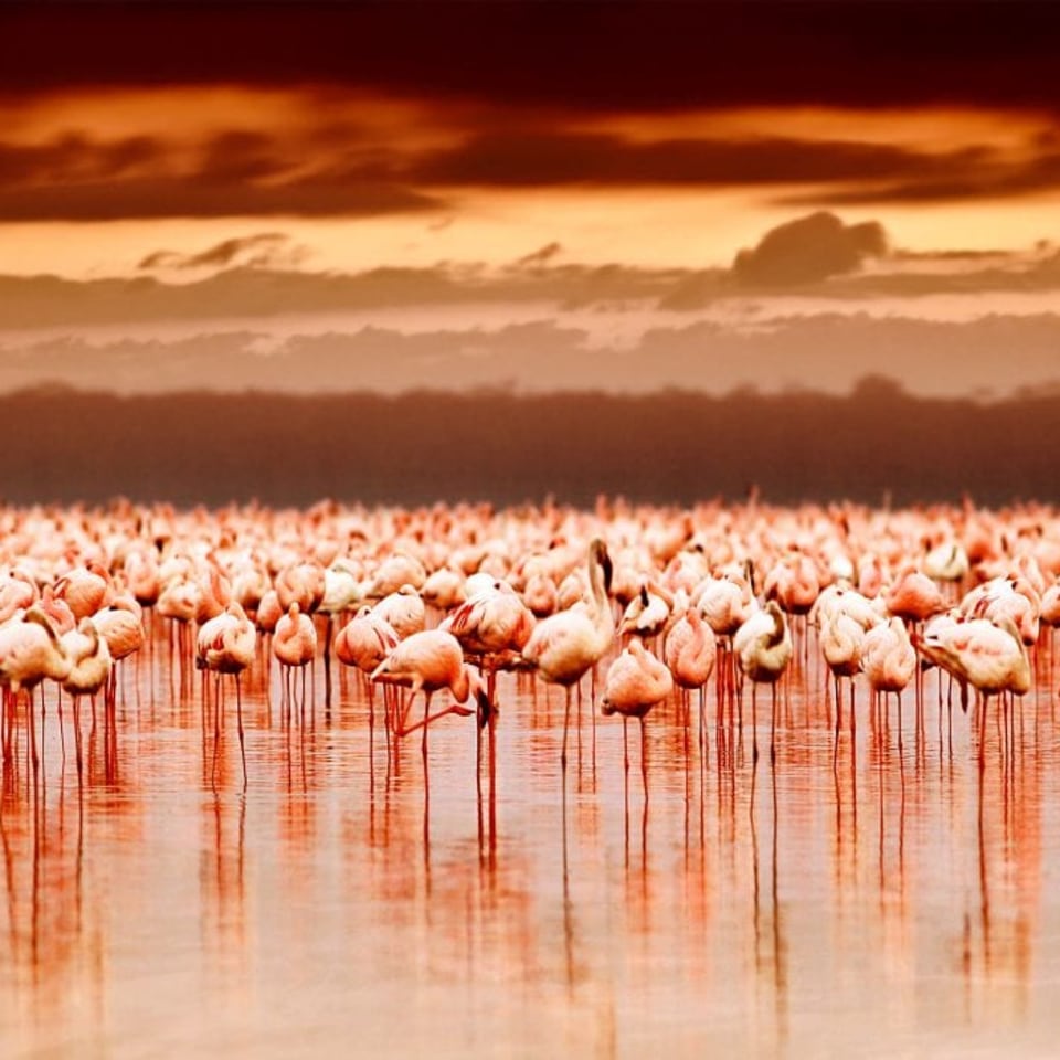 Lake Nakuru Flamingos
