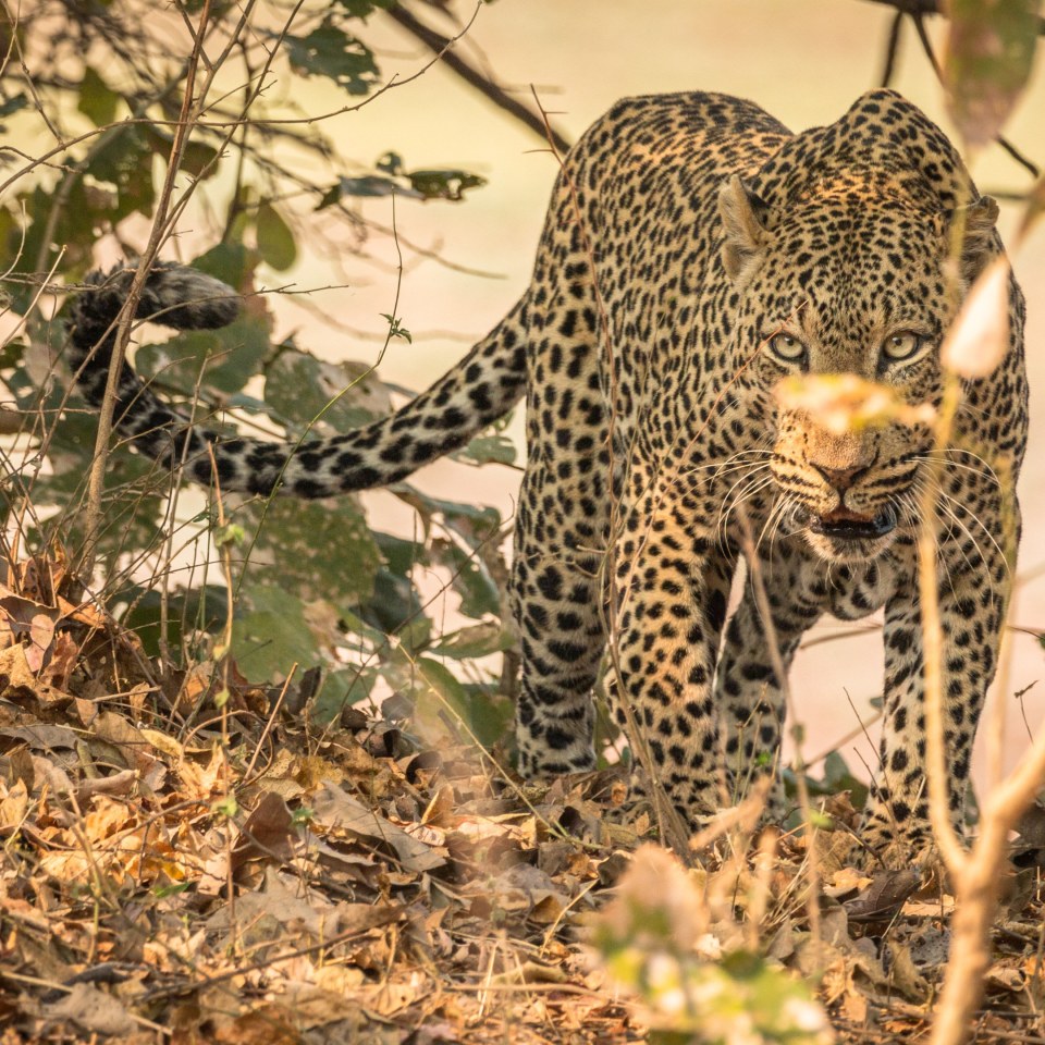 Camping-Safari im Herzen Süd-Ost Afrika