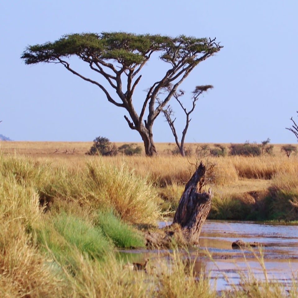 Der Tag erwacht in der Serengeti
