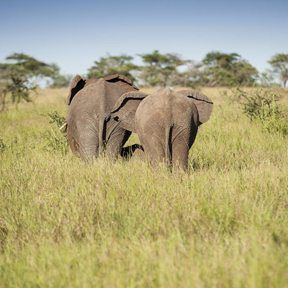 Nyikani Camp – Central Serengeti