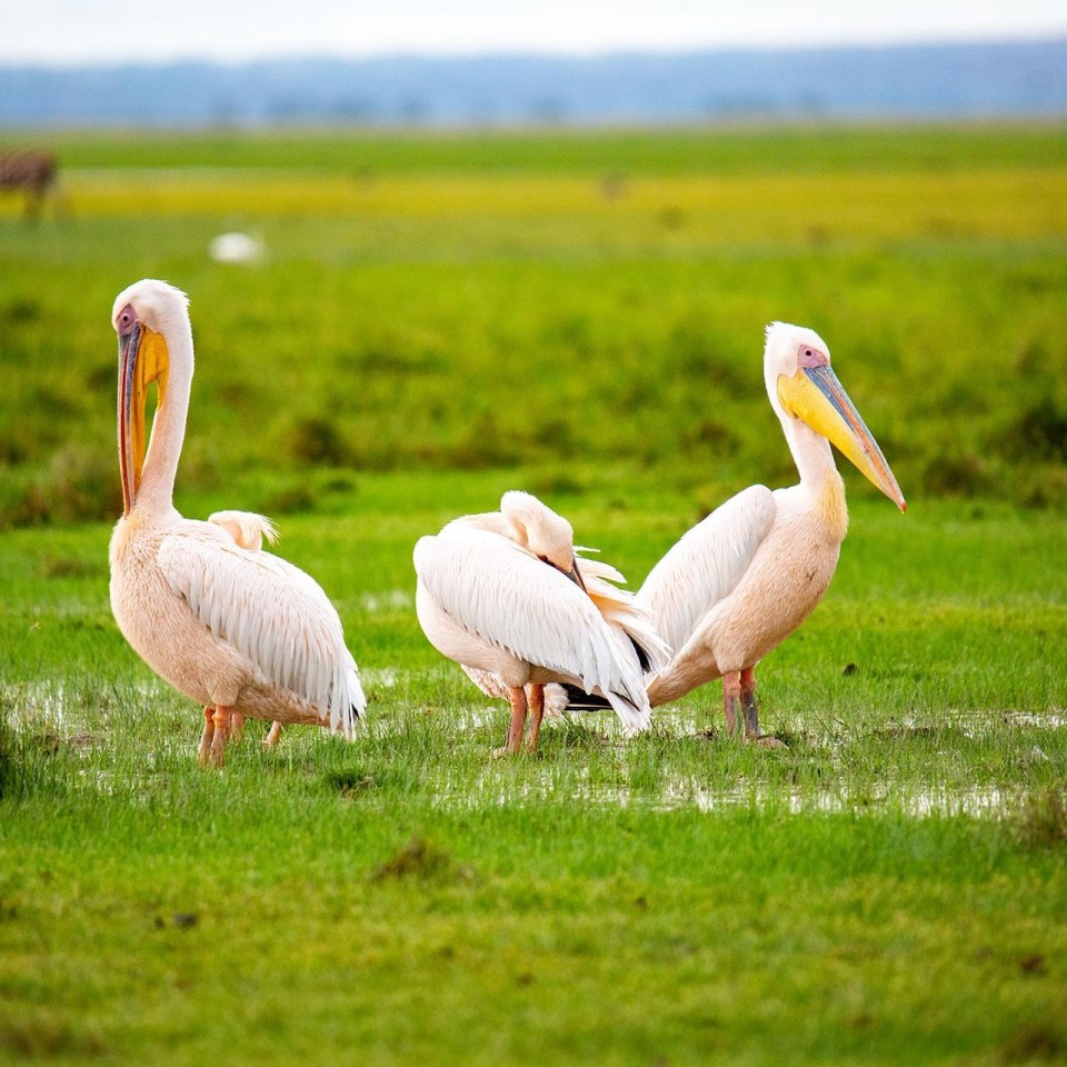 Amboseli Serena Safari Lodge