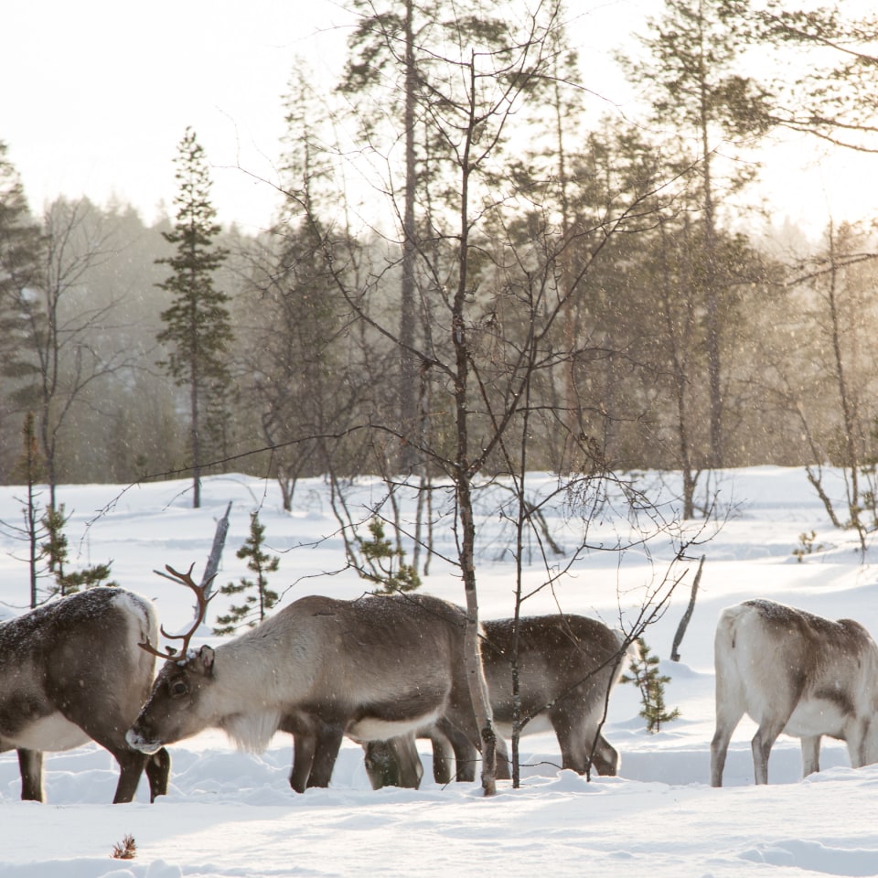 Rentiere in der Wildnis