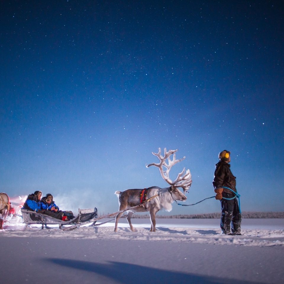 Rentiersafari in der Nacht