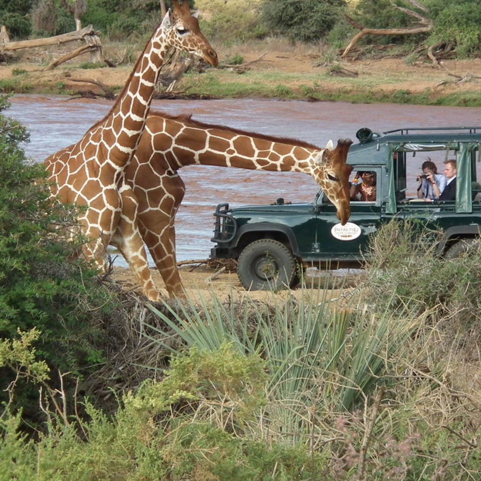 Samburu Intrepids