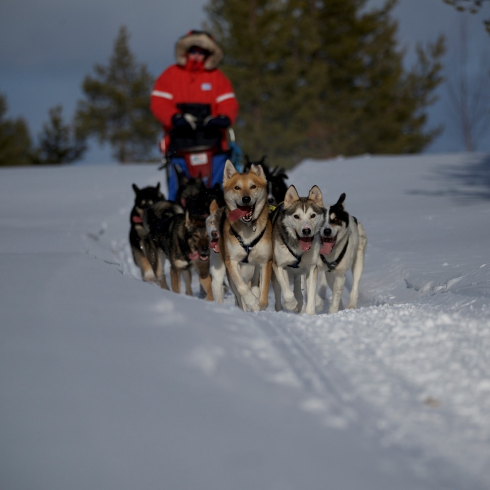 Huskygespann bei der Lieblingsbeschäftigung