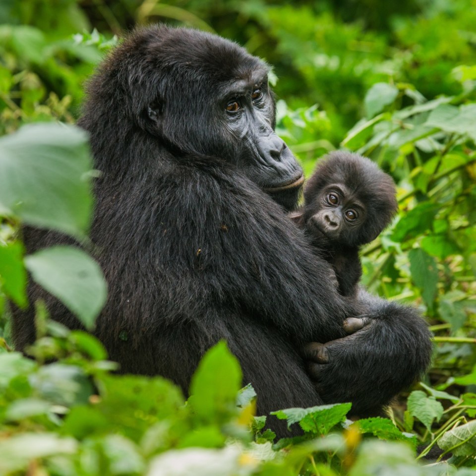 Gorilla Bwindi Nationalpark Uganda