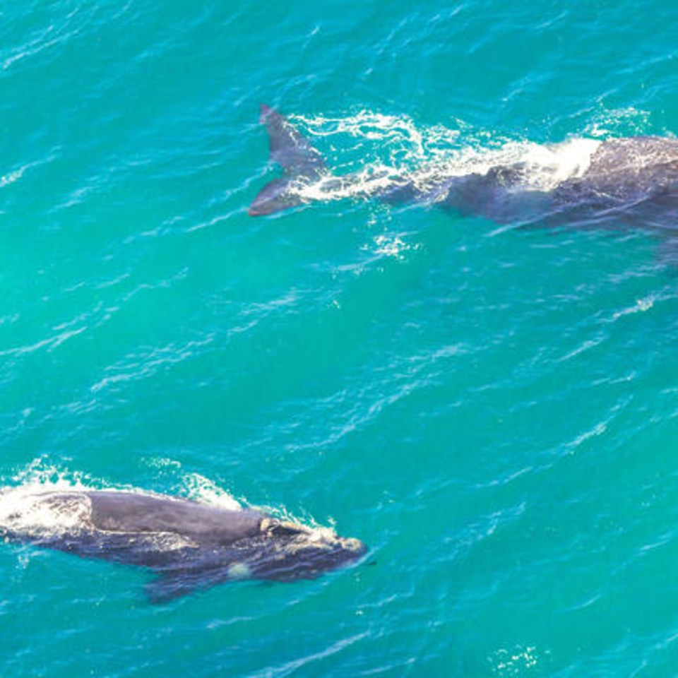 Südafrika - Entlang der Garden Route zu den Big Five